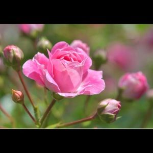 Meet your Posher, Traci